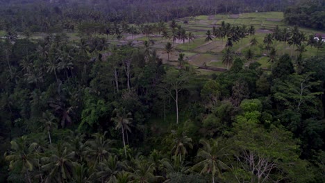 Reveal-shot-of-rice-paddies-with-palm-trees-at-Bali-Indonesia-during-sunset,-aerial