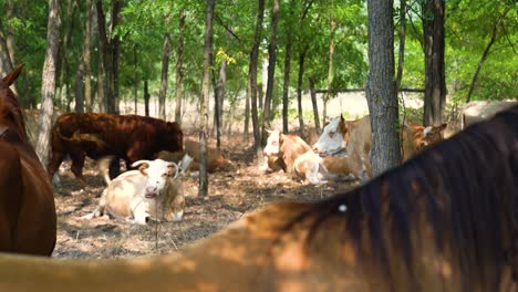 Hungarian-Variegated-Cattle-share-partial-shade-in-grove-of-trees-with-horses