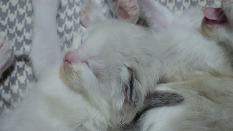 Gähnen-–-Kleines-Süßes-Weißes-Ragdoll-Kätzchen-Gähnt