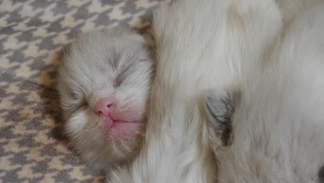 5-days-old-ragdoll-kitten-sleeping