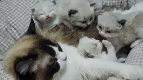 Familie-–-Ragdoll-Katzenmutter-Und-Vier-Kätzchen