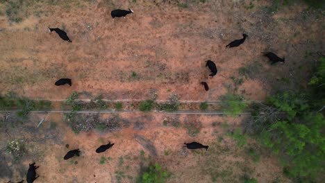 Aerial-shot-of-black-cows-in-a-field