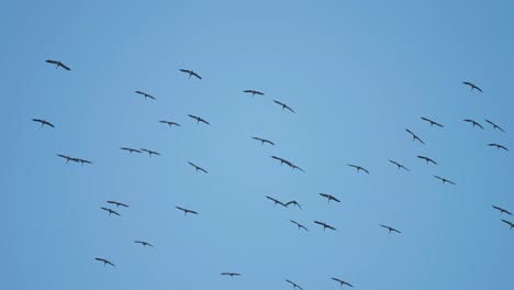 Nature's-aerial-ballet:-A-massive-flock-of-birds-gliding-and-swirling-through-the-air