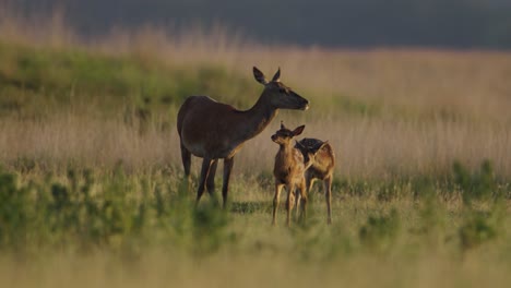 Doe-and-fawns-stand-alert-watching-the-horizon-in-grasslands-at-sunset