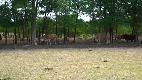 Hungarian-Variegated-Cattle-resting-in-shade-of-trees,-right-to-left-tracking