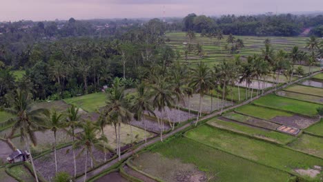 Kleine-Straße-Mit-Palmen-Inmitten-Von-Reisfeldern-In-Ubud,-Indonesien-Mit-Sonnenuntergang,-Luftaufnahme
