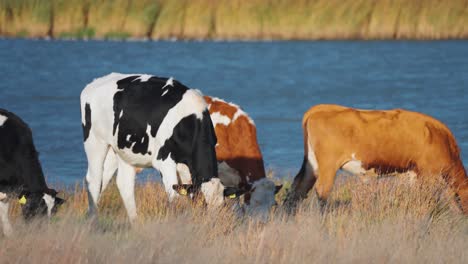 Cows-leisurely-grazing-on-the-picturesque-sea-shore