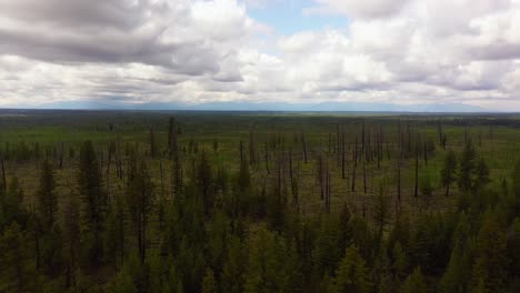 Drone-View-of-Forest-Regeneration-after-Fire-near-100-Mile-House