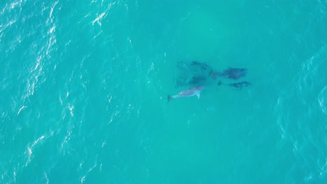 Bottlenose-Dolphins-Hunting-Fish-At-Broken-Head-NSW---Byron-Region---Australia