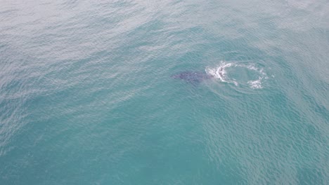 Humpback-Whale---Lennox-Heads---Northern-Rivers-Region---NSW---Australia---Aerial-Shot