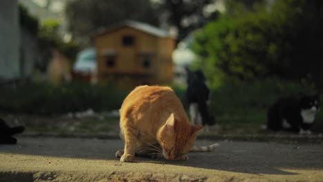 Gato-Atigrado-Naranja-Tomando-El-Sol-En-Un-Refugio-Para-Animales