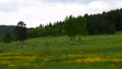 Kinofilm-Colorado-Natur-Freiraum-Gelb-Lila-Wildblumen-Espen-Bäume-Immergrüner-Nadelbaum-Felsbrocken-Denver-Frühling-Sommer-üppiges-Hohes-Grünes-Gras-Bewölkter-Tag-Schwenk-Nach-Links-Bewegung