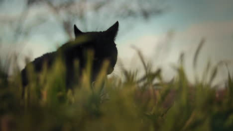 Gato-Negro-Comiendo-Hierba-En-Un-Refugio-De-Animales