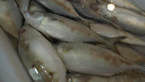 Dead-mackerel-fish-in-water-bucket-for-sale-at-market