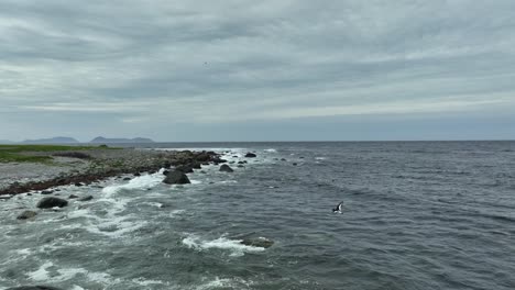 Rocky-shoreline-at-Norway-coast-outside-Alnes-Lighthouse-and-city-of-Alesund---Aerial-moving-ahead-with-Eurasian-oystercatcher-bird-Haematopus-ostralegus-flying-in-front-of-camera