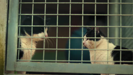 Gatos-De-Esmoquin-Bicolor-Descansando-En-Una-Jaula-En-Un-Refugio-De-Animales