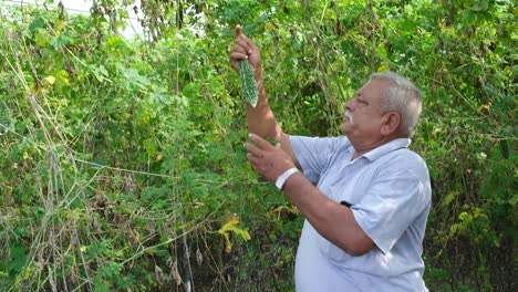 A-farmer-is-looking-at-the-vegetables-planted-in-his-field-and-harvesting-the-gourd-crop