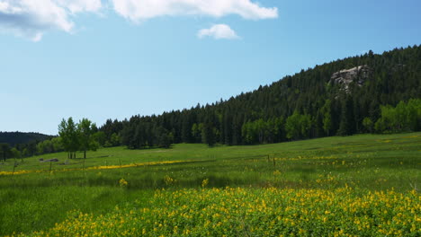 Cinematic-Colorado-nature-open-space-meadow-yellow-purple-wildflowers-Aspen-Trees-Evergreen-Conifer-Boulder-Denver-spring-summer-blue-sky-sunny-lush-tall-green-grass-slider-slowly-left-movement