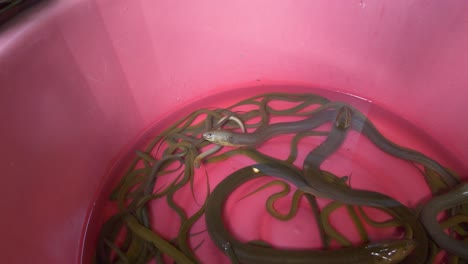 Asian-yellow-swamp-eel-live-in-red-water-tank-bucket-for-sale