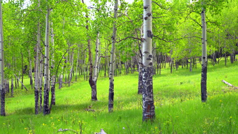 Filmischer-Espenbaum,-Bäume,-Feld,-Colorado,-Immergrün-Mit-Gelb-violetten-Blüten,-üppiges-Grün,-Hohes-Gras,-Reifer-Hain,-Vail-Breckenridge,-Telluride,-Rocky-Mountain-Nationalpark,-Helles-Tageslicht,-Schwenk-Nach-Links