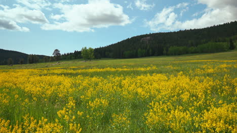 Filmisch-Colorado-Natur-Freiraum-Wiese-Gelb-Lila-Wildblumen-Espen-Bäume-Immergrüner-Nadelbaum-Felsbrocken-Denver-Frühling-Sommer-Sonnig-üppig-Hohes-Grünes-Gras-Schieber-Nahaufnahme-Rückwärtsbewegung