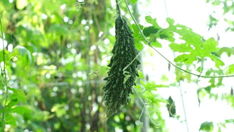 A-close-up-of-the-scene-in-which-the-gourd-crop-is-poured-to-be-harvested-where-vegetables-are-being-cultivated-here