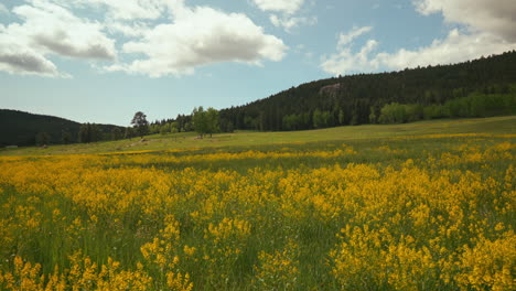 Filmisch-Colorado-Natur-Freiraum-Wiese-Gelb-Lila-Wildblumen-Espen-Bäume-Immergrüner-Nadelbaum-Felsbrocken-Denver-Frühling-Sommer-Sonnig-üppiges-Hohes-Grünes-Gras-Schieber-Rückwärtsbewegung