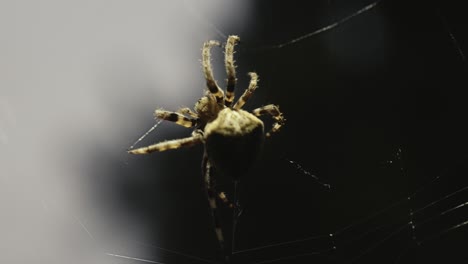 Spider-fixes-its-own-web-at-night,-slow-motion-close-up-shot