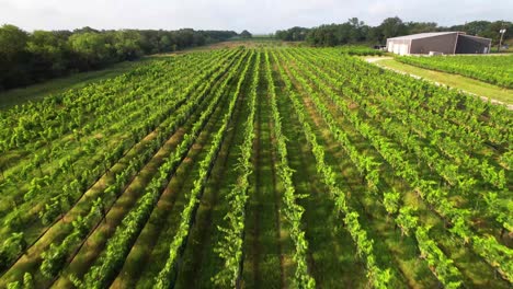 Aerial-footage-of-the-Kuhlman-Cellars-Vineyard-in-Stonewall-Texas-located-at-18421-E,-US-290,-Stonewall,-TX-78671