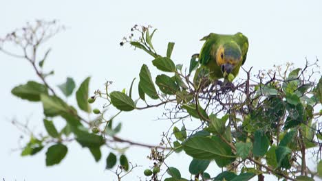 4k-telephoto-of-beautiful-Brown-Throated-Parakeet-perched-on-a-tree,-feeding