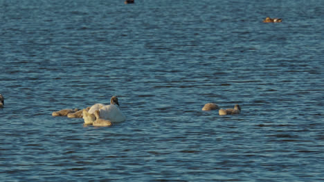 Family-of-beautiful-white-swans-floating-peacefully-across-a-salt-marsh-lake