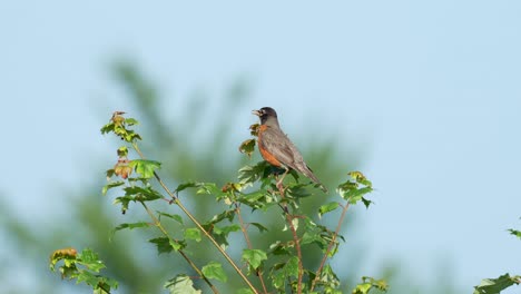 An-American-Robin-perched-on-the-top-of-a-tree-in-the-summer-sun