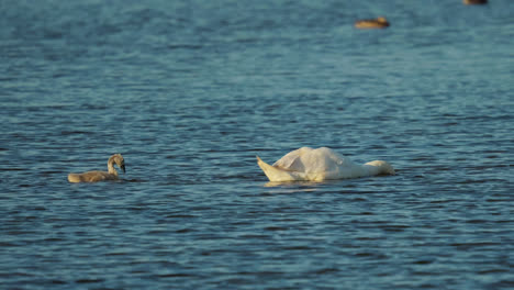 Eine-Familie-Wunderschöner-Weißer-Schwäne,-Die-Friedlich-über-Einen-Salzwiesensee-Schwebt