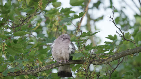 Loan-Woodpigeon-sitting-high-up-in-a-sycamore-tree-and-looking-out-across-the-landscape