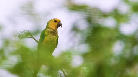 4k-telephoto-close-up-of-beautiful-Brown-Throated-Parakeet-perched-on-a-tree,-perfectly-eyeballing-camera-through-tree-branches