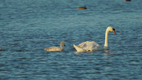 Family-of-beautiful-white-swans-floating-peacefully-across-a-salt-marsh-lake