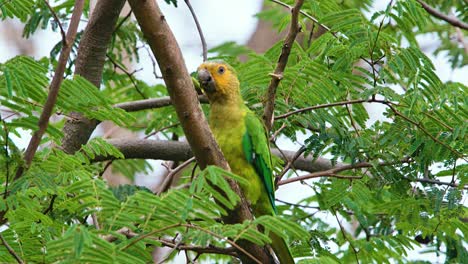 4k-telephoto-of-beautiful-Brown-Throated-Parakeet-perched-on-a-tree,-hiding-behind-branch,-eyeballing-camera,-feeding