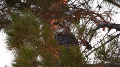 Great-Horned-Owl-in-a-pine-tree-looking-and-searching-the-sky