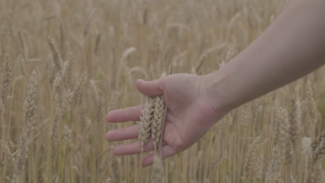 Close-up-view-of-wheat-ears-near-harvest-time