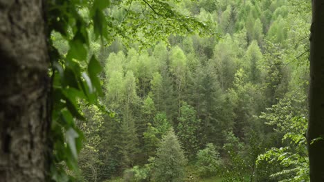 Slider-shot-past-tree-foreground-reveals-thick-conifer-tree-forest