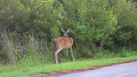 Whitetail-deer-on-the-edge-of-a-road,-walking-slowly-eating-bushes