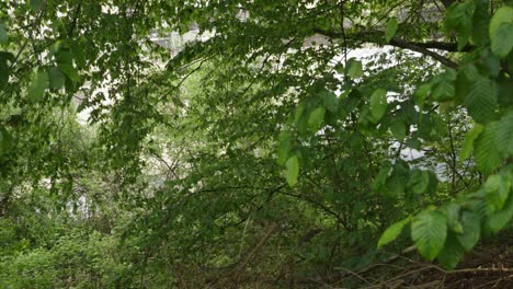 Grünes-Baumkronendach-Mit-Verschwommenen-Blättern-Im-Vordergrund
