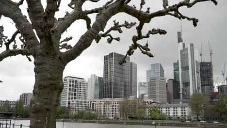 Kahler-Baum-Mit-Blick-Auf-Die-Frankfurter-Business-Skyline-Im-Hintergrund