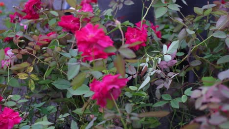 Escena-De-Primer-Plano-Que-Muestra-Las-Plantas-Y-Plántulas-De-Rosas-Rosadas-Y-Rojas-Que-Se-Venden-En-Abundancia-En-Este-Mercado