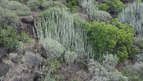 Berggeländepflanze-Auf-Den-Kanarischen-Inseln-In-Spanien