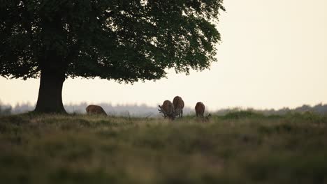 Wide-shot-of-deer-with-huge-antlers-grazing-on-the-crest-of-a-hill-in-silhouette