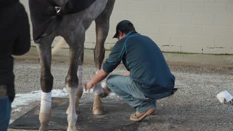 Trainer-cleaning-horse-and-removing-tape-after-workout