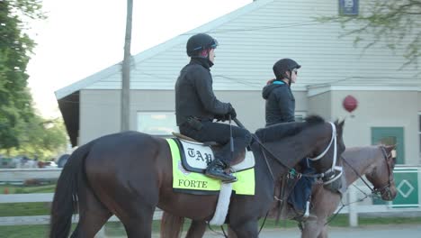 Forte-Kentucky-Derby-horse-walking-to-morning-workouts