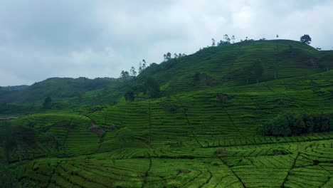 Beautiful-Landscape-At-Tea-Plantation-Near-Ciwidey,-Bandung,-Indonesia---drone-shot