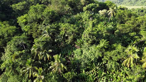 Palmen-Im-Tropischen-Wald-In-Baras,-Catanduanes,-Philippinen